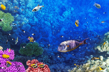 Colorful tropical fish swimming near coral reef formations in deep blue ocean water with marine life ©  SobuzForge