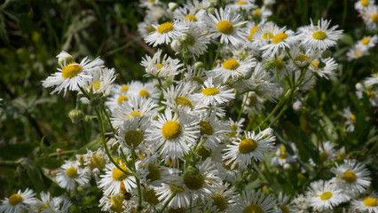 Annual Fleabane Erigeron annuus Flowering in Dense White Drifts in a Wild Meadow — Concept: Invasive Species Spread, Wild Summer Meadow, Fresh White Floral Background © Svetlana