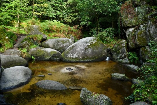mare dans la foret
