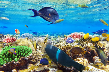 Group of exotic tropical fish swimming around colorful coral reef under bright water surface ©  SobuzForge