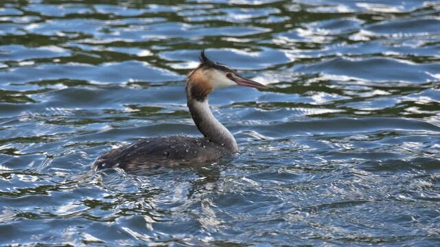 Great Crested Grebe (Podiceps cristatus) adult with water droplets on its back and a juvenile swallowing a large fish, before both diving. August, Kent, UK [Slow motion x5]
