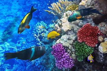 Brightly colored tropical fish swimming around a coral reef formation in clear blue water ©  SobuzForge