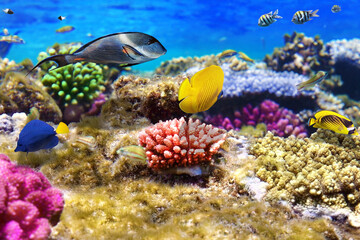 Colorful tropical fish swimming over a coral reef in clear blue ocean water with ocean life ©  SobuzForge