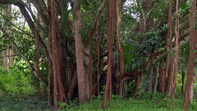 Long roots hang down from banyan tree, the majestic rainforest giant Tree with lush foliage, Jungle Concept