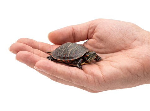 Small painted turtle resting on open palm of human hand during wildlife encounter.