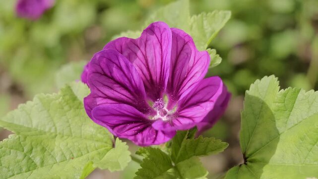 Biene in der Bl&uuml;te einer purpurfarbenen Wilden Malve (Malva sylvestris)