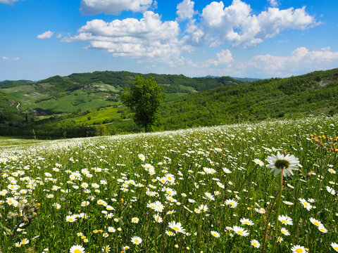 Field of white daisies in the rolling hills of Emilia-Romagna, Italy.