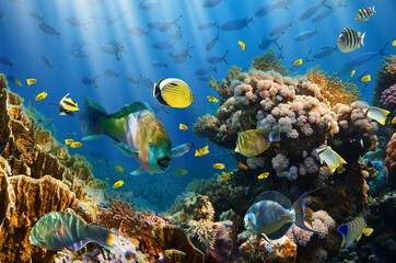 Colorful coral reef ecosystem with diverse tropical fish swimming underwater ©  SobuzForge
