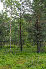 Obraz premium Lush green scots pine Pinus sylvestris forest with birch tree nature