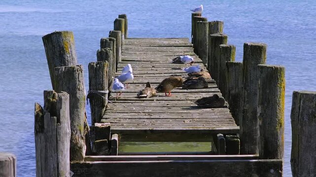 M&ouml;wen und Enten auf einem alten Bauf&auml;lligen Bootssteg am See, Die&szlig;en am Ammersee, Bayern, Deutschland