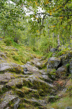 A rocky forest path through mossy boulders and lush green birch trees
