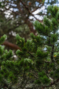 Scotch pine Pinus sylvestris branch with green needles in a quiet forest