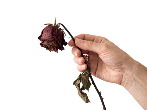 Withered red rose held by hand symbolizing sadness loss and fading relationship.