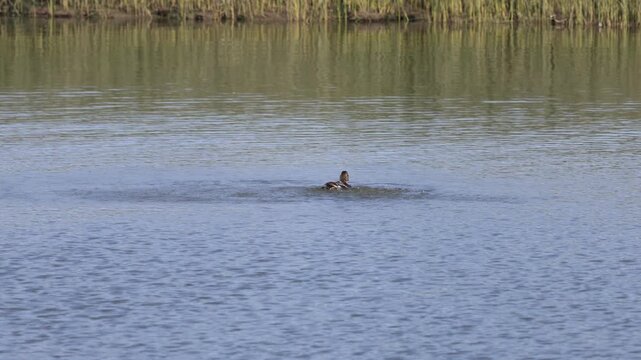 canard colvert au repos. Canard colvert faisant sa toilette.