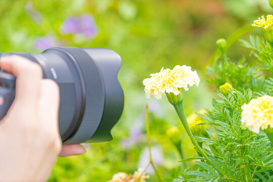 Photographer taking a close-up picture of pale yellow marigold flowers