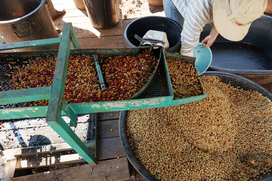 People inspect the drying and roasting of coffee beans in large metal vats - a blend of Arabica and Robusta for producing premium coffee with excellent taste.	