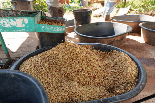 Freshly picked coffee beans from the farm are dried before being roasted.	