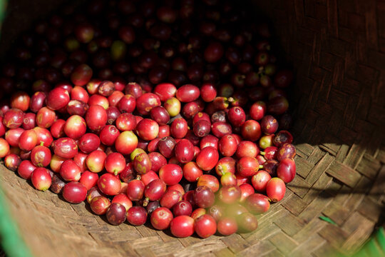 offee beans borne on trees in farms and gardens, raw coffee beans in the growing season and drops of water in the morning.	
