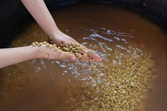 People inspect the roasting of coffee beans in large metal vats, which are a blend of Arabica and Robusta coffee beans to produce high-quality coffee with excellent taste.