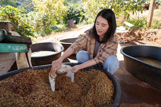 People inspect the roasting of coffee beans in large metal vats, which are a blend of Arabica and Robusta coffee beans to produce high-quality coffee with excellent taste.