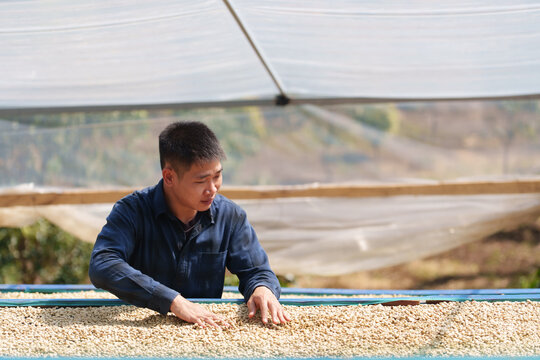 People inspect the drying and roasting of coffee beans in large metal vats - a blend of Arabica and Robusta for producing premium coffee with excellent taste.	