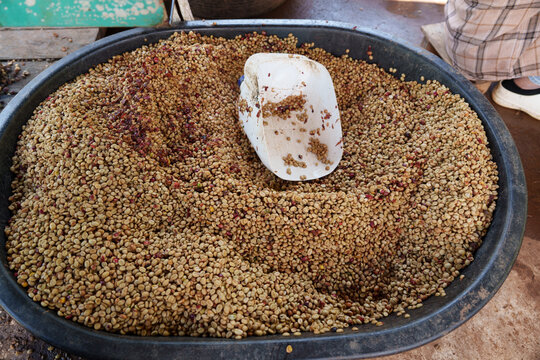 Freshly picked coffee beans from the farm are dried before being roasted.	