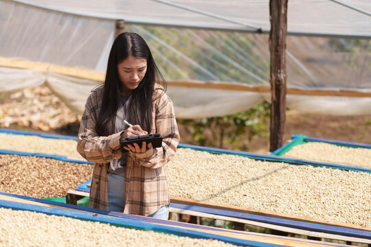 People inspect the roasting of coffee beans in large metal vats, which are a blend of Arabica and Robusta coffee beans to produce high-quality coffee with excellent taste.
