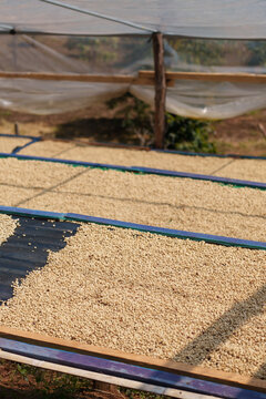 Freshly picked coffee beans from the farm are dried before being roasted.	