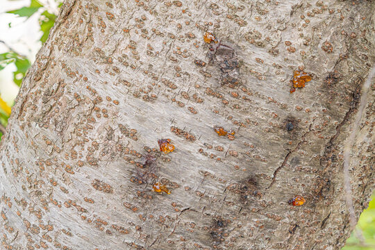 Amber tree sap oozing from textured bark in close-up
