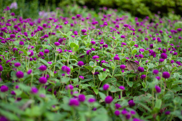 Obraz premium field of flowers