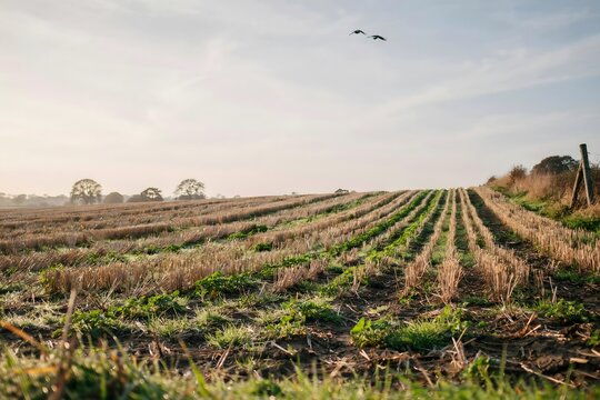 Green cover crop emerging through cereal stubble at dawn &ndash; Great for regenerative agriculture content, soil health campaigns, or farming features