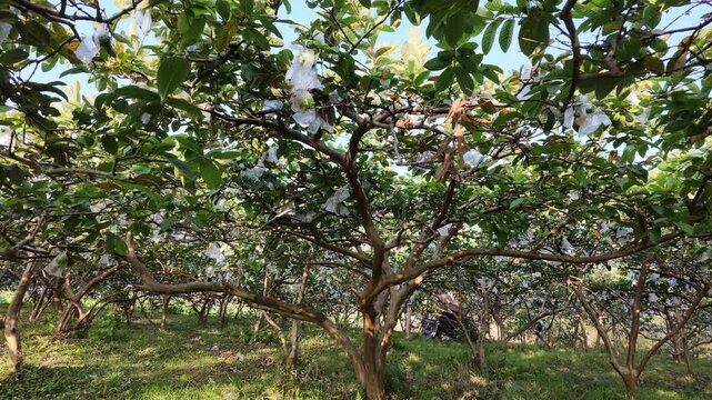 Guava trees in sunny orchard.