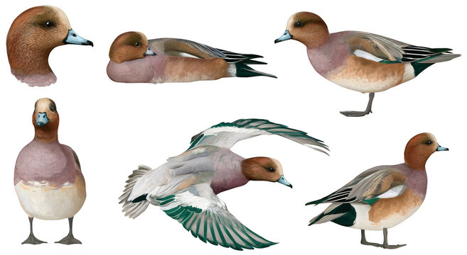 Set of Eurasian Wigeon ducks in various poses isolated on a white background