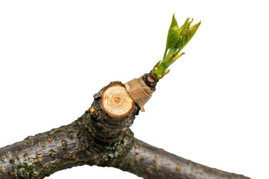 Fresh green scion grafted onto a thick tree branch with protective tape and visible wood grain texture isolated on a transparent background