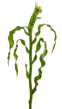 Single green corn stalk isolated on white background for agricultural and food design.