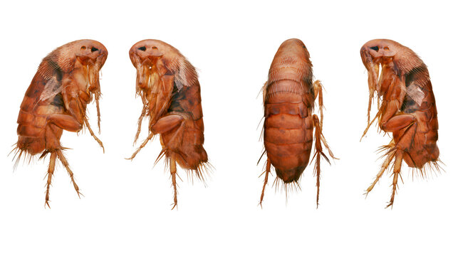 Four detailed views of a common flea isolated on white background for scientific study.