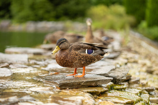 Mallard Duck Standing on Stone Edge Near Water Stream in Park