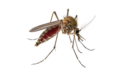 Common wild mosquito insect standing alertly close up isolated on transparent background © Stefan