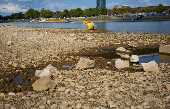 D&uuml;sseldorf, Germany, Low stream gauge of rhine river.Due to heat, drought, climate change and global warming plants are conquering the riverbed and ships can only operate with reduced cargo