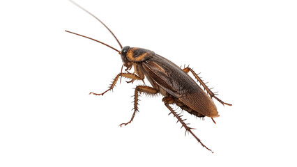 Common domestic brown cockroach insect crawling close up isolated on transparent background © Stefan