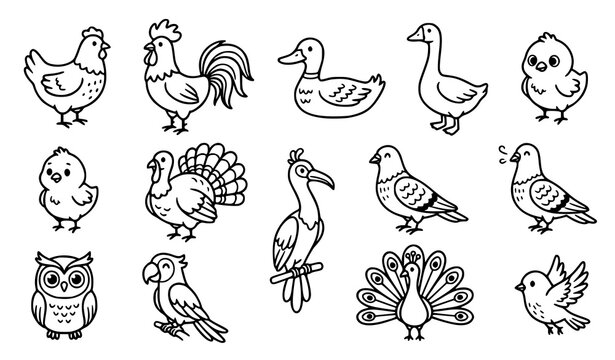 Bird hand drawn doodle set, chicken rooster duck goose turkey owl parrot peacock pigeon farm and wild birds line art