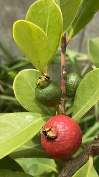 Tropical Guava with ripe and ripening fruits. Psidium cattleyanum, guajava,4K.