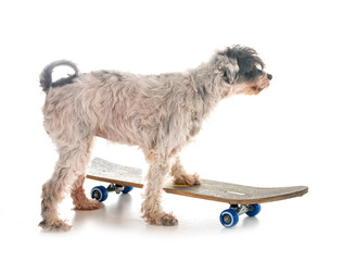 old tibetan terrier and skateboard © cynoclub