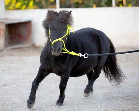 miniature horse with halter