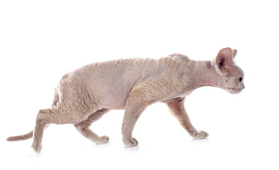 devon rex © cynoclub
