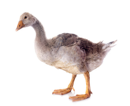 gray gosling