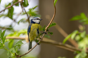 Adult blue tit perched among green leaves © fluffandshutter