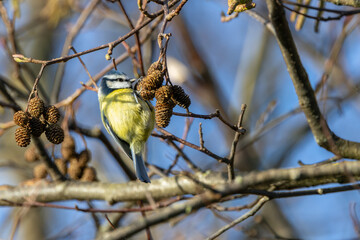 Adult blue tit foraging on alder cones © fluffandshutter