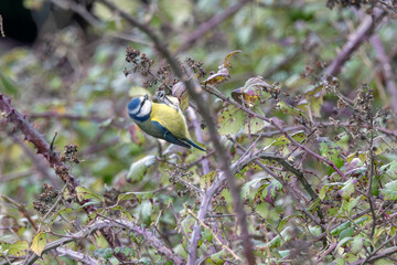 Adult blue tit foraging in brambles © fluffandshutter