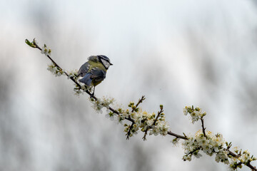 Adult blue tit on a blossoming branch © fluffandshutter